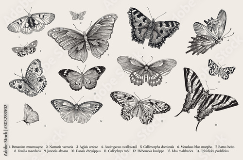 Butterflies. Set of elements for design. Vector vintage classic illustration. Black and white photo