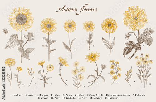 Vintage vector botanical illustration. Set. Autumn flowers. Brown and yellow