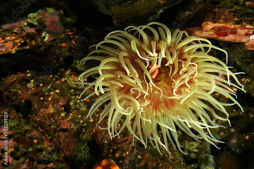 Closeup beautiful coral plant undersea - wildlife scene      © kittinit