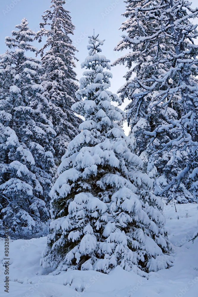 beautiful white winter landscape with snowcovered trees in the mountain