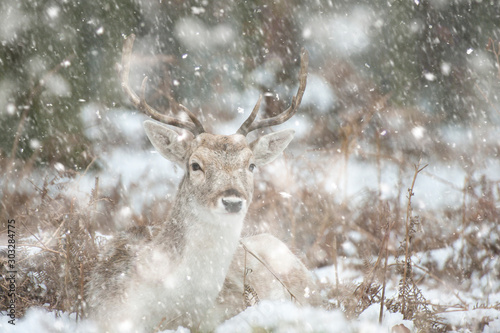 Beautiful image of Fallow Deer in snow Winter landscape in heavy snow storm © veneratio
