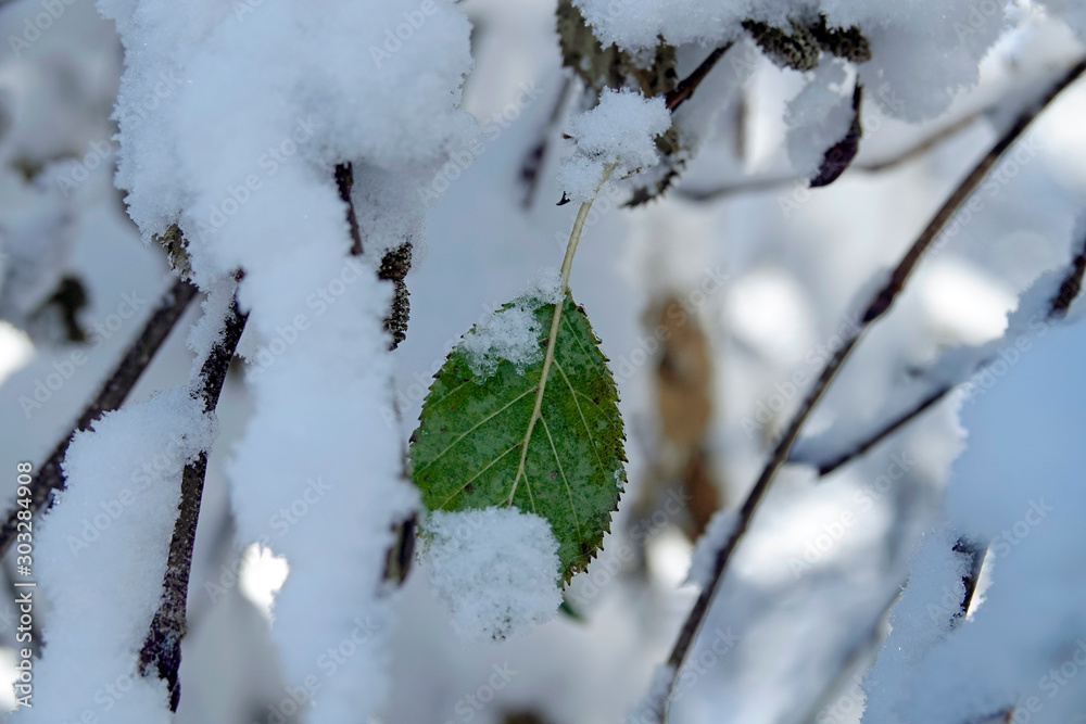 the last green leaf from a alder under snow the last green leaf from a alder under snow