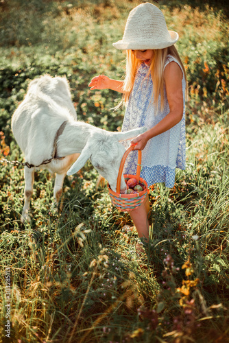  Little cute girl blonde feeds a goat on a farm from a basket. A girl in a dress and hat 6 years old feeds a pet with plums.