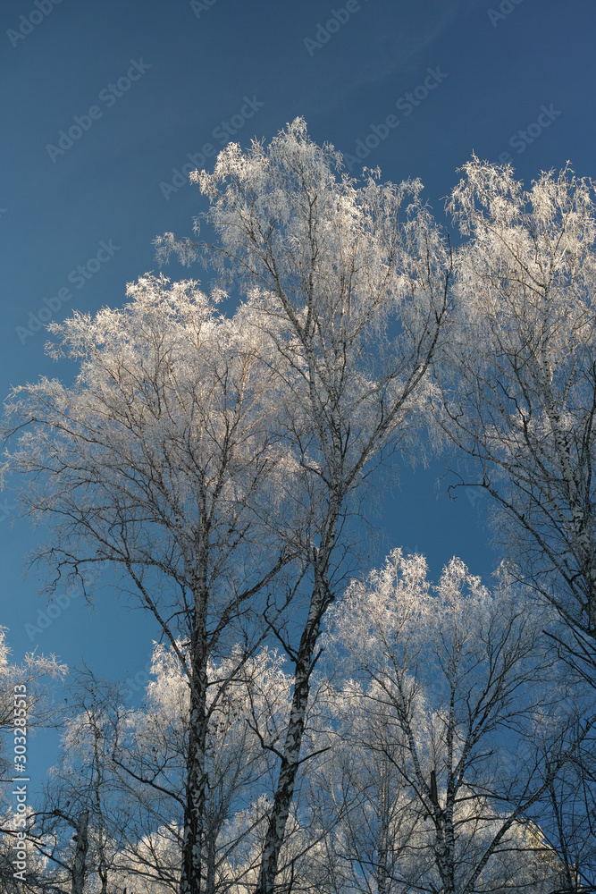 Deposits of hoarfrost on the crowns of trees in the winter forest against the background of blue sky. Photo with high resolution and details.