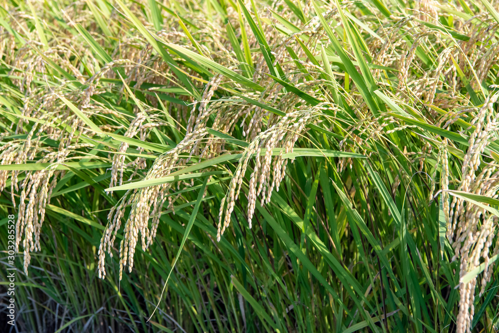 収穫前の稲穂 実りの秋 イメージ