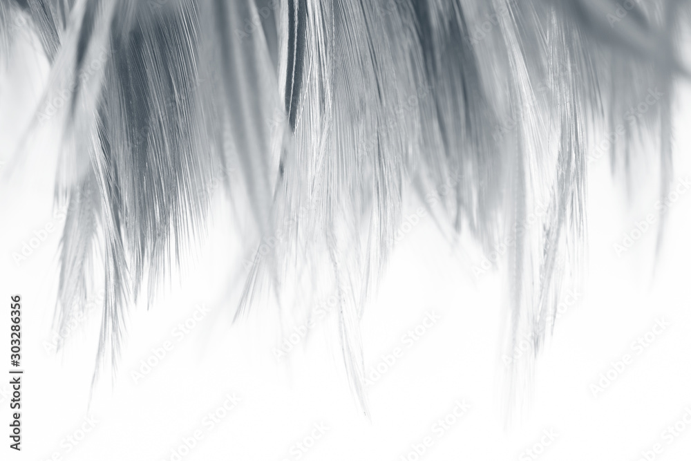 Obraz premium Beautiful lines dark black feather pattern texture background