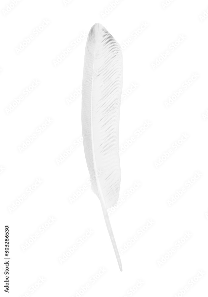 Beautiful sketching white feather  isolated on white  background