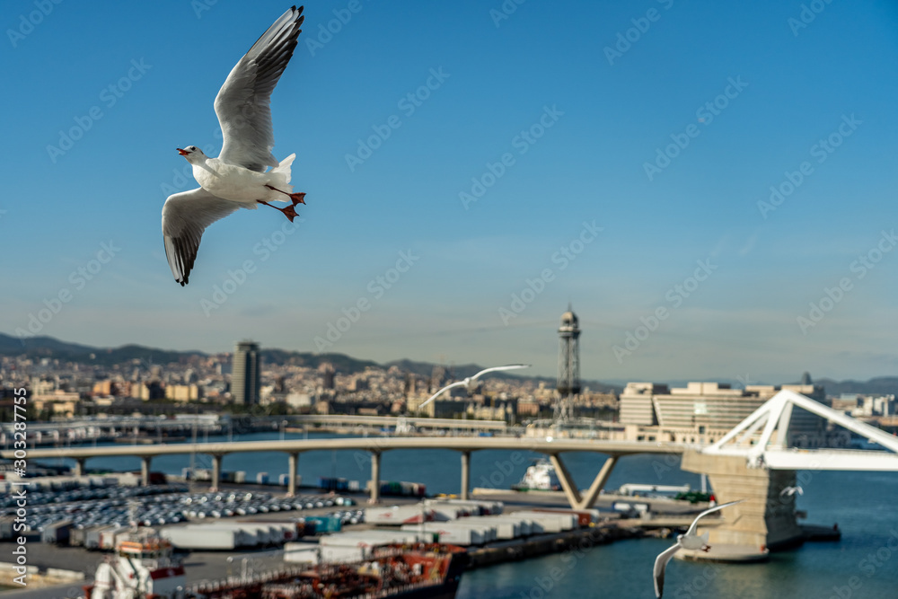 closeup of a seagull at Barcelona waterfront closeup of a seagull at Barcelona waterfront