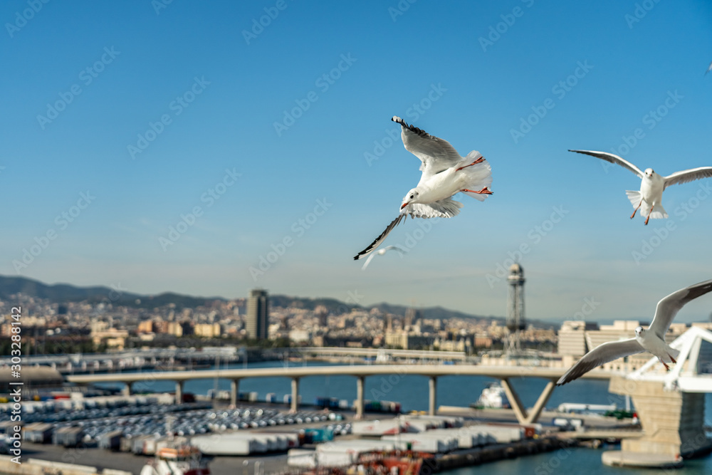 closeup of a seagull at Barcelona waterfront closeup of a seagull at Barcelona waterfront