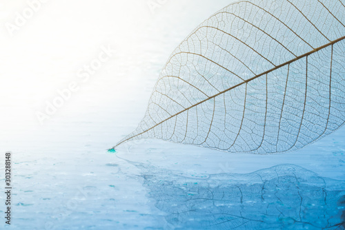 White transparent leaf with reflection on water with copy space for text. 