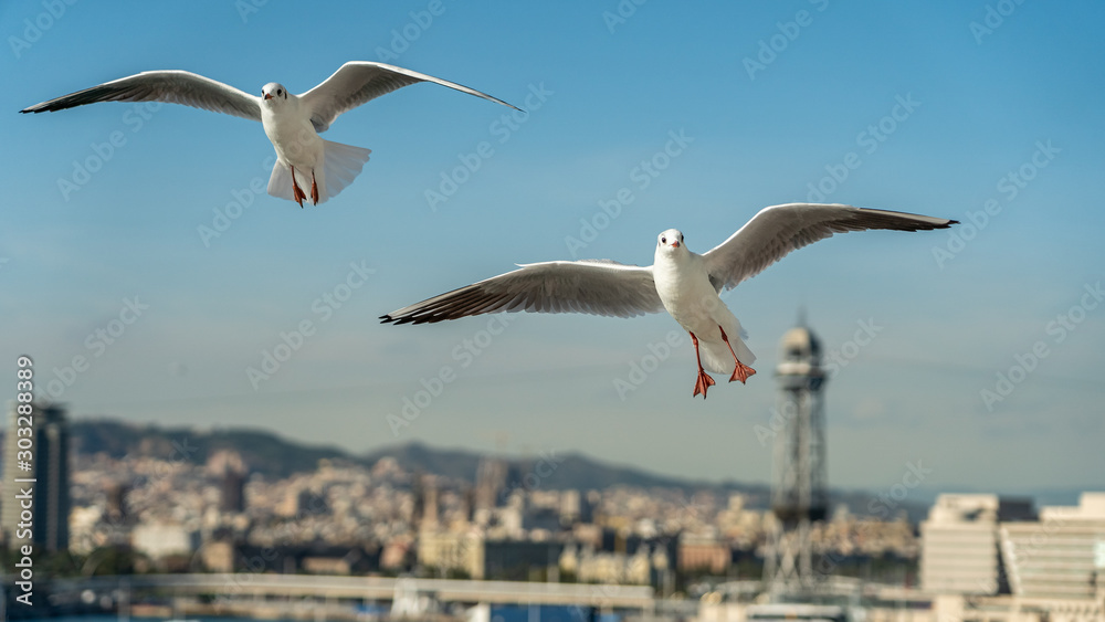 closeup of a seagull at Barcelona waterfront closeup of a seagull at Barcelona waterfront