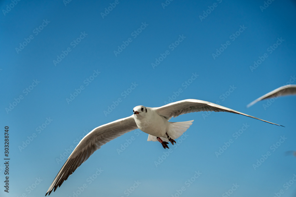 closeup of a seagull at Barcelona waterfront closeup of a seagull at Barcelona waterfront