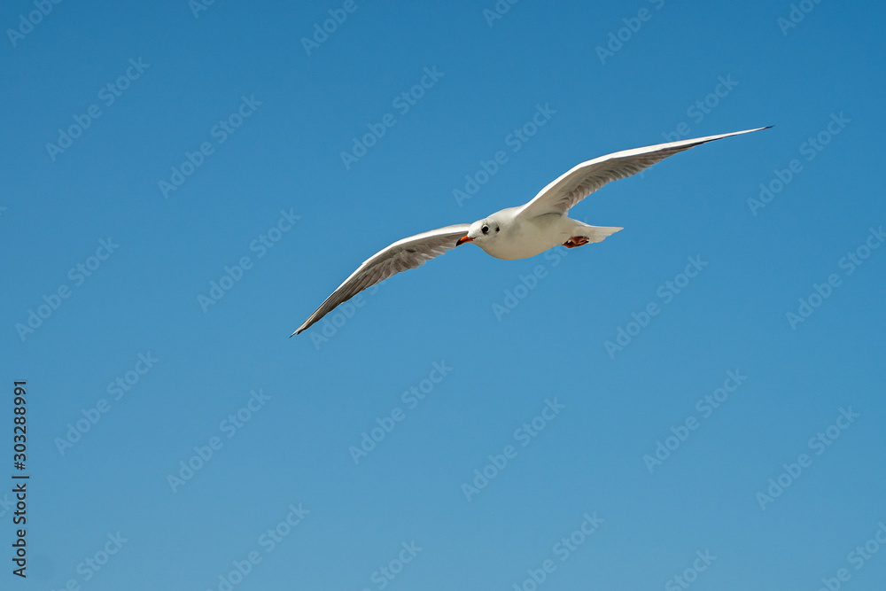 closeup of a seagull at Barcelona waterfront closeup of a seagull at Barcelona waterfront