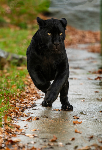 Black Jaguar