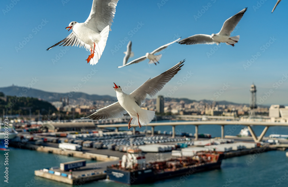 Obraz premium closeup of several seagulls looking for food at Barcelona waterfront