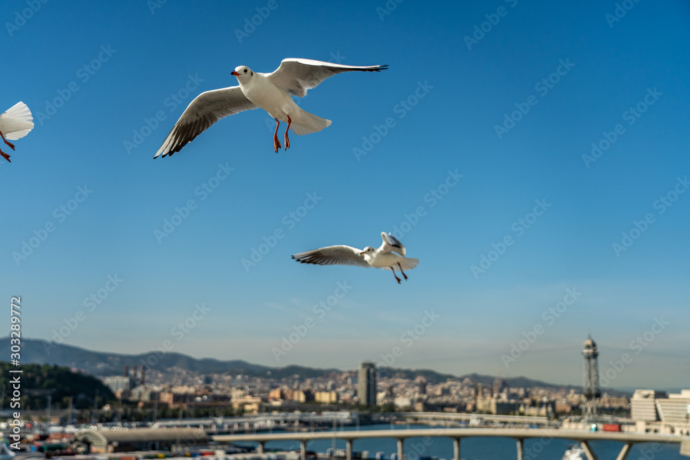 closeup of a seagull at Barcelona waterfront closeup of a seagull at Barcelona waterfront