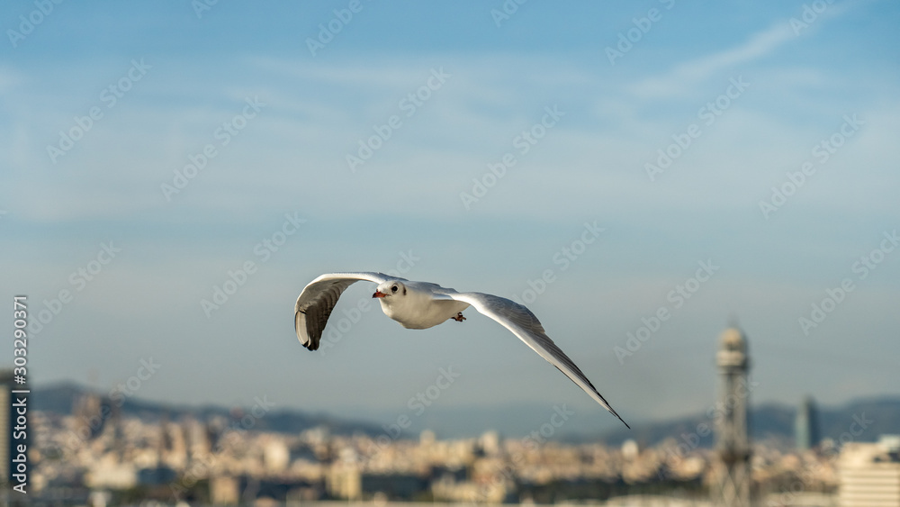 closeup of a seagull at Barcelona waterfront closeup of a seagull at Barcelona waterfront