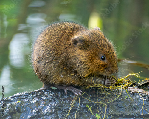 Fotografie Water Vole