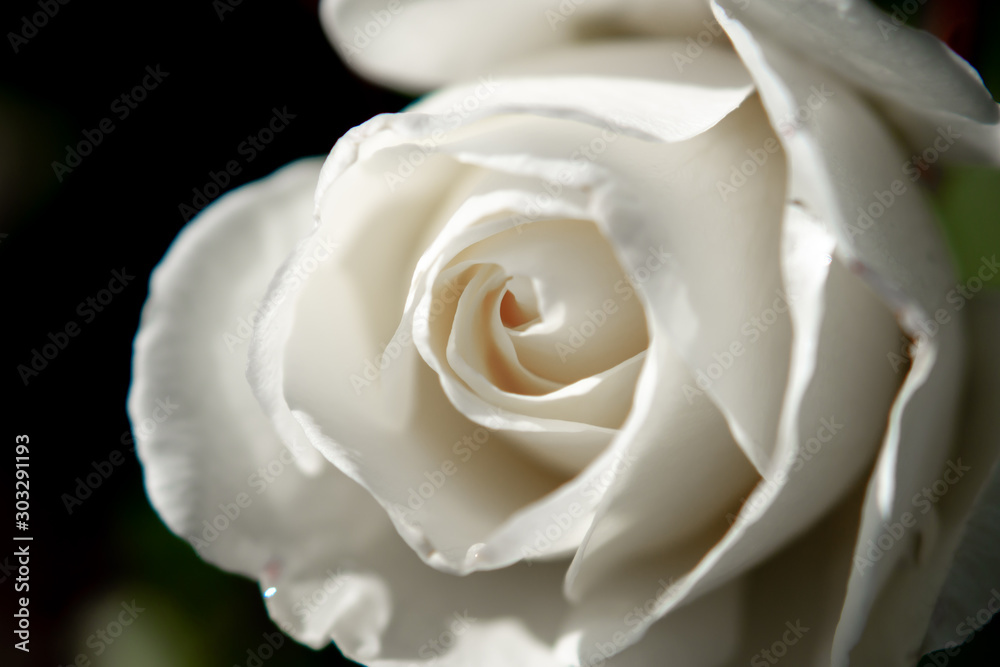 Rose Rose