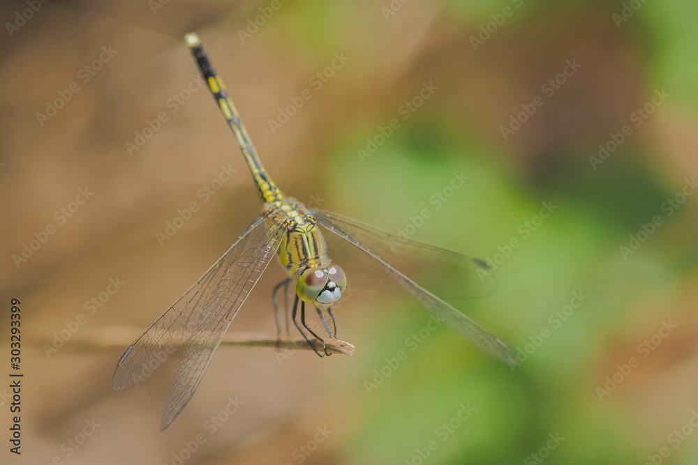 Close-up a Ground Skimmer Dragonfly (Diplacodes trivialis) resting on dry tree branch with green nature blurred background. Close-up a Ground Skimmer Dragonfly (Diplacodes trivialis) resting on dry tree branch with green nature blurred background.