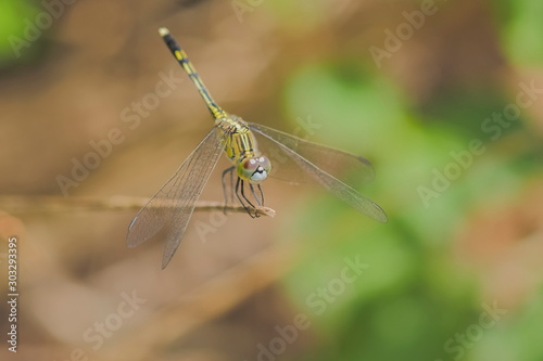 Close-up a Ground Skimmer Dragonfly (Diplacodes trivialis) resting on dry tree branch with green nature blurred background.