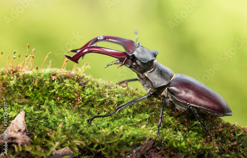 Fotografiet Big beetle with red mandibles