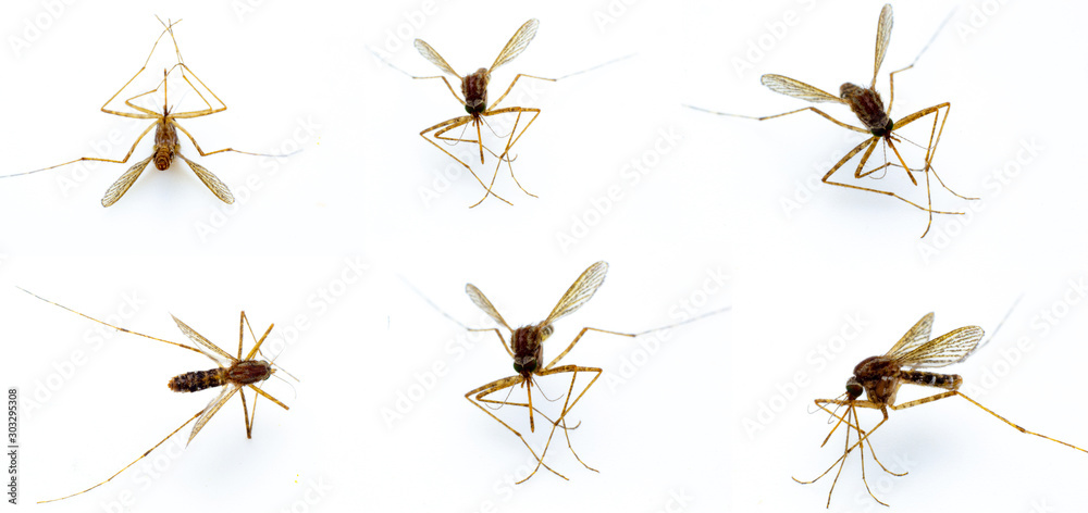 Dead mosquitoes isolate closeup white background Dead mosquitoes isolate closeup white background