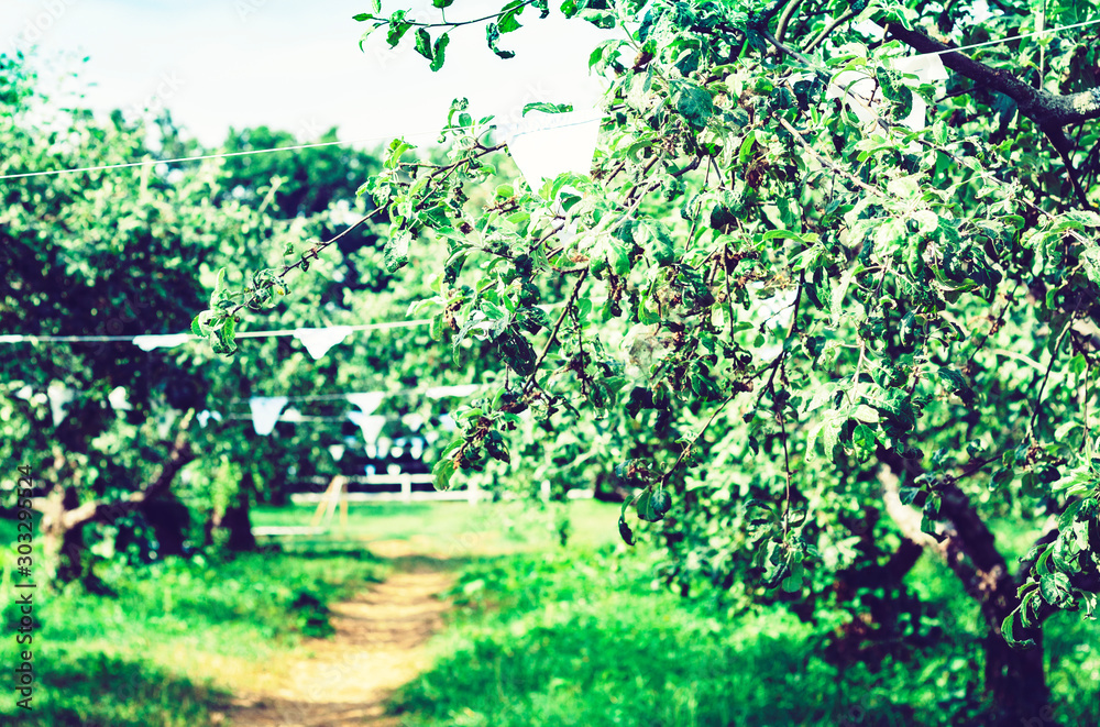 Fototapeta premium path with white decorative flags in a park garden with fruit trees.