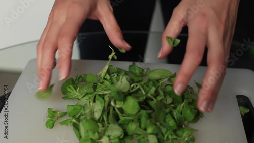 female hands wrinkled lettuce leaves. spinach. healthy eating