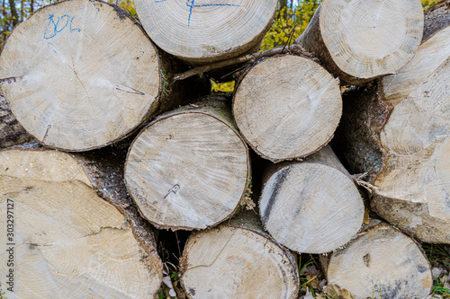 The pile of wood lies in the forest. Autumn view of the felled tree.