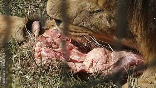 An adult lion eats a piece of meat.