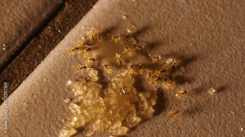 Colony of ants eating Sugar photo