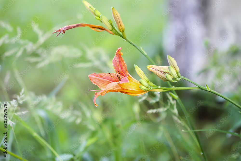 Orange lily beautiful flowers in summer garden Orange lily beautiful flowers in summer garden