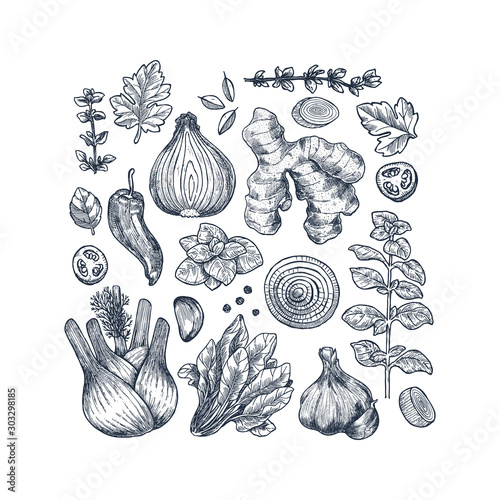 Herbs and spices collection. Ginger, spinach, onion, pepper, garlic, fennel, basil, oregano engraved vintage illustration. Vector illustration