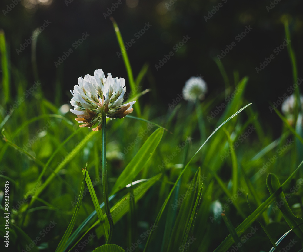 Down at grass level with flowering clovers Down at grass level with flowering clovers
