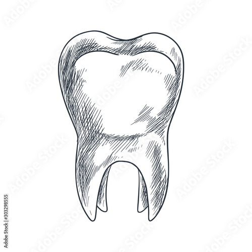 Hand drawn tooth with roots, sketchy style