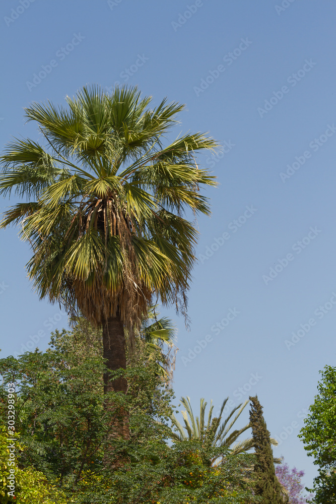 Fototapeta premium Palma w Marakeszu, Maroko