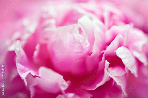 pink flower peony in macro style like abstract floral background