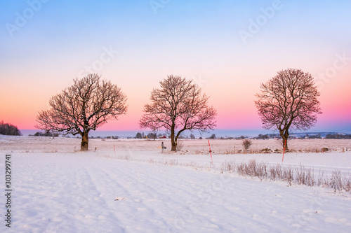 Sunrise with a trees in a rural winter landscape
