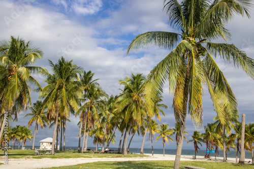 Palmen in Key Biscayne