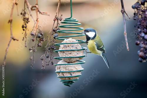 Great tit on bird fat ball between old grapes