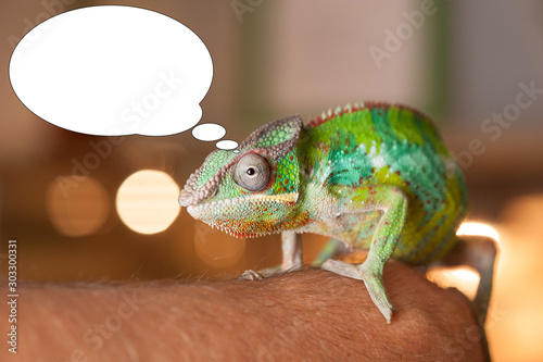 Soft focus funny picture chameleon with bubble idea .