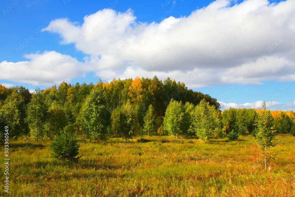 Young autumn forest under fluffy clouds. On a clear warm autumn day, yellow grass and young trees stretch to fluffy white clouds. Young autumn forest under fluffy clouds. On a clear warm autumn day, yellow grass and young trees stretch to fluffy white clouds.