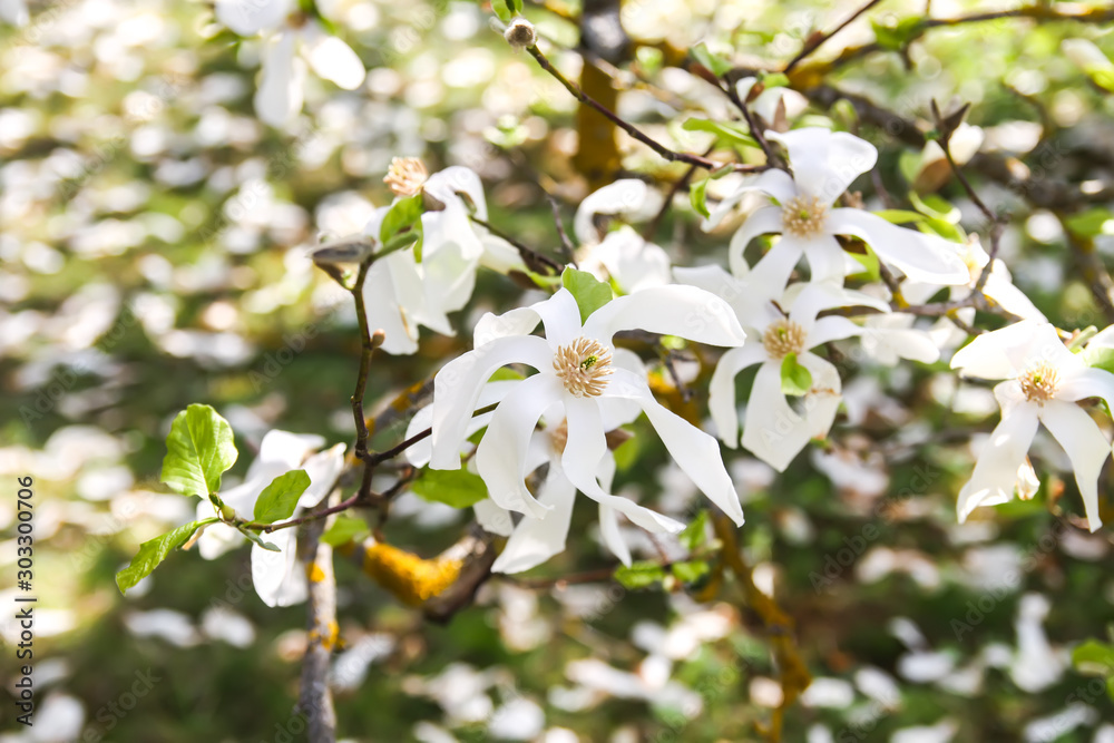 Beautiful spring magnolia tree blossom in park