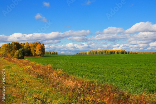 A green field of grass under blue skies with clouds on a sunny autumn day. A large field with green vegetation. Along the meadow grow trees with yellow and green foliage. Blue sky with clouds.