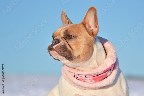 Portrait of eed pied French Bulldog dog wearing a warm pink winter scarf in front of winter snow landscape photo