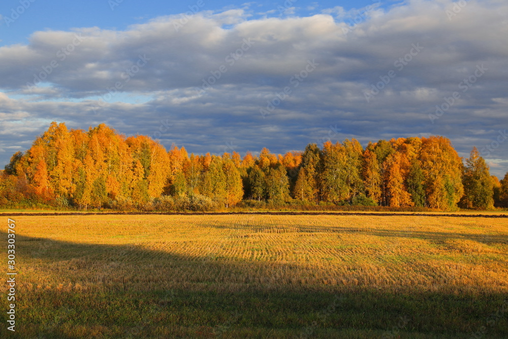 Autumn trees on an agricultural field at sunset. The field is illuminated by the rays of the setting sun. Heavy skies with clouds above the forest. The beveled grass in the meadow. Unusual shadows fal