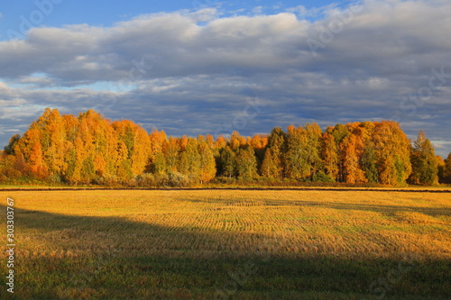 Autumn trees on an agricultural field at sunset. The field is illuminated by the rays of the setting sun. Heavy skies with clouds above the forest. The beveled grass in the meadow. Unusual shadows fal