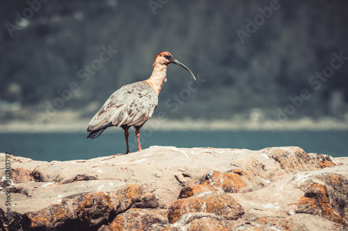 Konstfotografi Ave chilena