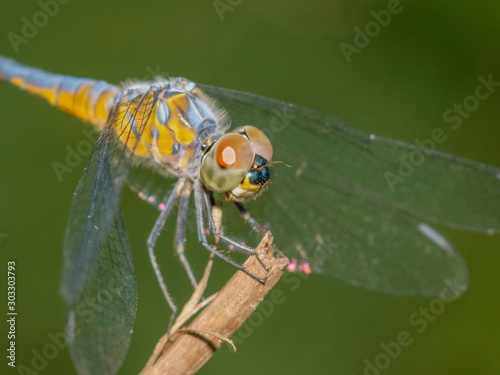 Close-up side face of a Greater Grey Skimmer resting on dry tree branch with green nature blurred background. © Yuttana Joe